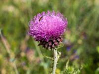 Käfer auf Distelblüte